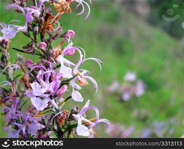 a plant lilac flowers on a green meadow