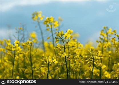 A plant of yellow cultivated rape in close-up, spring view