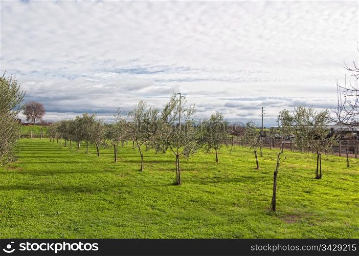 A plantation of olive trees on a farm