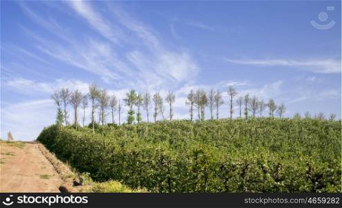 A plantation of pear trees stand in the foreground along a gravel road with a blue sky and white clouds in the back