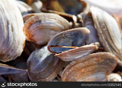 A plate of clams.