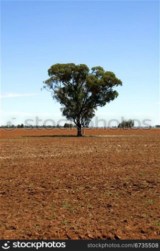 A ploughed field on a farm in South-West New South Wales, Australia