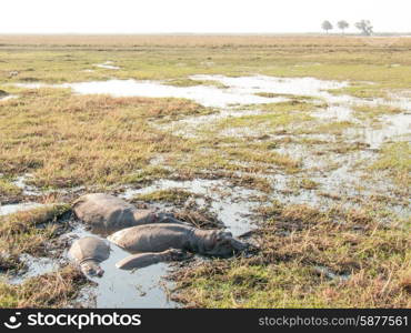 A pod of four hippopotimi lie in a shallow pool of water, created by some flooding on Sidudu Island inside the Chobe river.