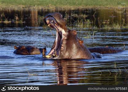 A pod of Hippopotamus (Hippopotamus amphibius) in the Chobe River in Botswana, Africa.