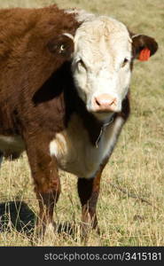 A Pole Hereford breed of cattle