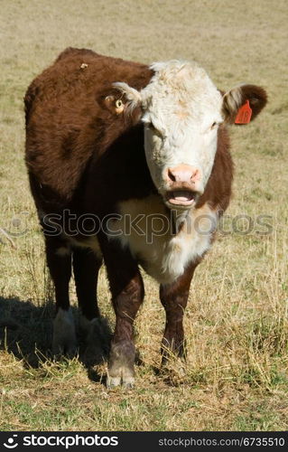 A Pole Hereford breed of cattle