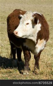 A Pole Hereford breed of cattle