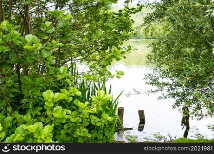 a pond in summer surrounded by lush and green vegetation