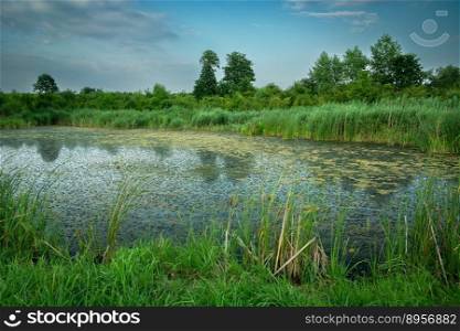 A pond with green reeds and dense vegetation, Stankow, Poland