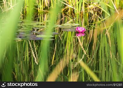 a pond with red water lily