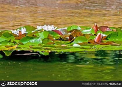 a pond with white water lilies. white water liliy