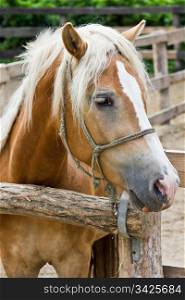 A pony horse portrait, half profile, vertical
