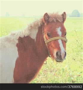 A pony in farmland with retro filter effect