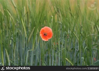 A poppy in a field with insects