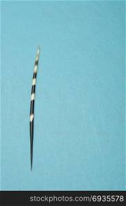 A porcupine spine isolated against a blue background