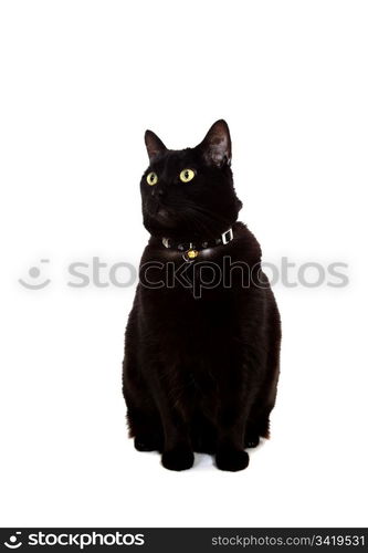 A portrait of a beautiful black cat sitting down on a white background.