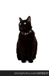 A portrait of a beautiful black cat sitting down on a white background.