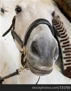 a portrait of a beautiful white horse
