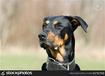 a portrait of a black doberman looking advertant on something distant