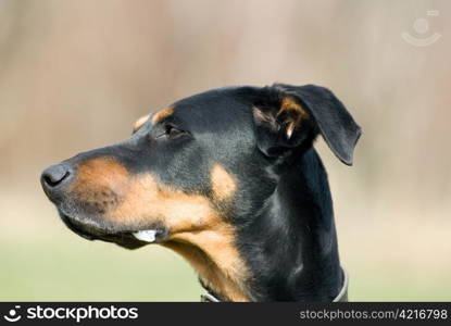 a portrait of a black doberman with a natural background