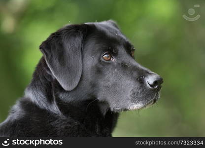 A portrait of a black labrador