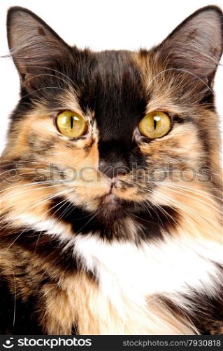 A portrait of a calico cat
