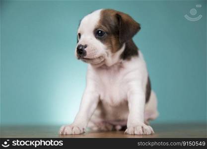 A portrait of a cute dog, animals concept