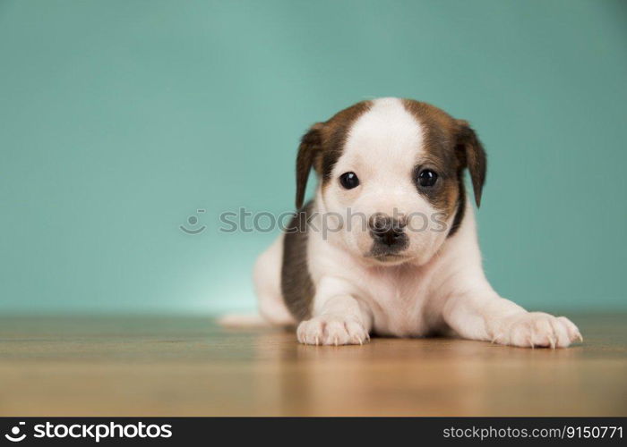 A portrait of a cute dog, animals concept