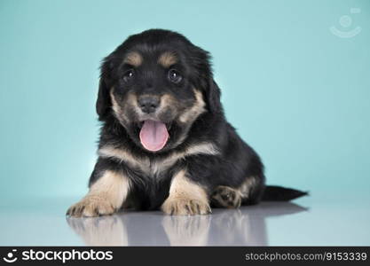 A portrait of a cute dog, animals concept