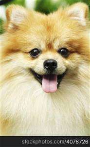 A portrait of a cute pomeranian dog