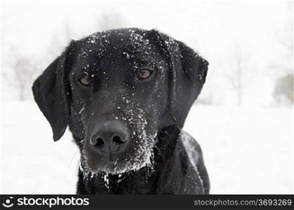 A portrait of a dog with snow on its face