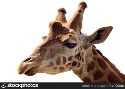 A portrait of a giraffe a over white background
