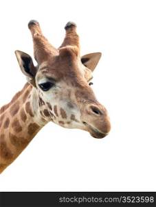 A portrait of a giraffe isolated on a over white background