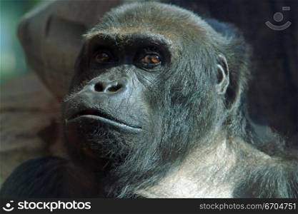 A portrait of a Gorilla