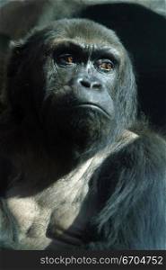 A portrait of a Gorilla