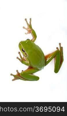 A portrait of a green frog. Isolated on a white background