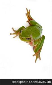 A portrait of a green frog. Isolated on a white background