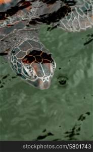 A portrait of a green sea turtle as it swims through the water at a sanctuarry for the protection of these animals, situated in Zanzibar.