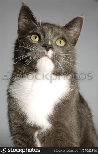 A portrait of a grey and white cat on grey