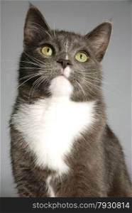 A portrait of a grey and white cat on grey