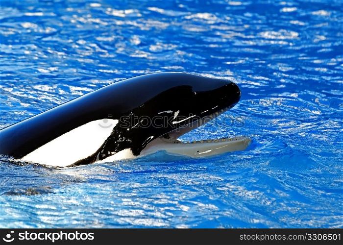 A portrait of a Killer whale in the turquoise water