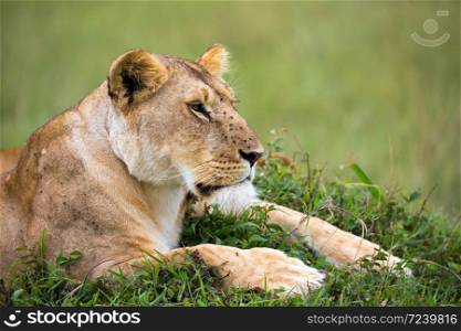 A portrait of a lioness, she lies in the grass in the savannah. The portrait of a lioness, she lies in the grass in the savannah