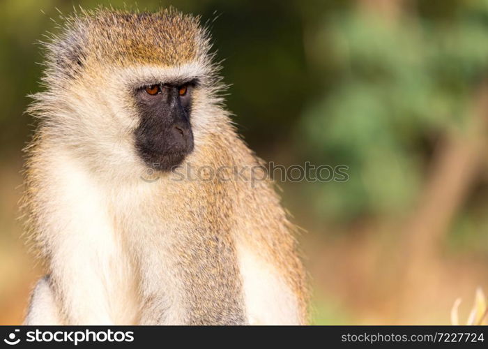 A portrait of a monkey in the savannah of Kenya. The portrait of a monkey in the savannah of Kenya