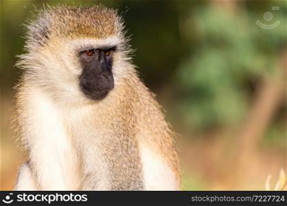 A portrait of a monkey in the savannah of Kenya. The portrait of a monkey in the savannah of Kenya