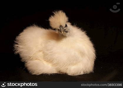 A portrait of a show chicken, isolated on a black background