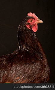 A portrait of a show chicken, isolated on a black background