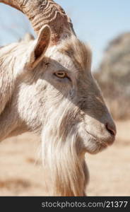 A portrait of a white Saanen goat as it is viewed from the right side of the goat in profile.