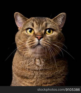 A portrait of an adult gray Scottish straight-eared cat against a black background, the animal is looking at the camera.