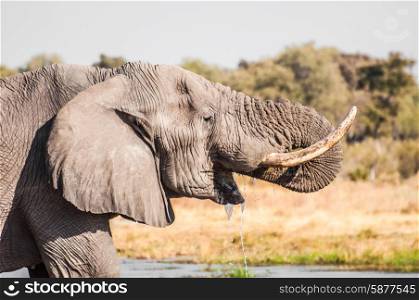 A portrait of an elephant while drinking water with it&rsquo;s trunk in it&rsquo;s mouth and water floweing from the mouth.
