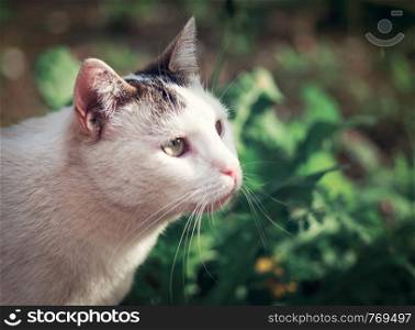 a portrait of cat